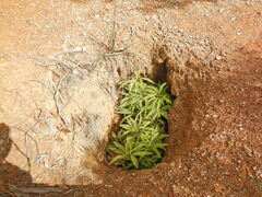 Sticherus tener