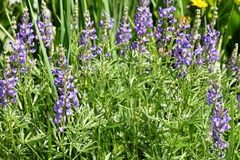 Lupinus sulphureus