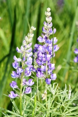 Lupinus sulphureus