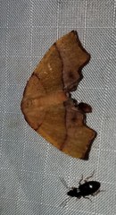 Plagodis phlogosaria