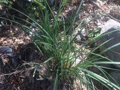 Carex spissa