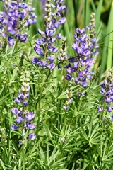 Lupinus sulphureus