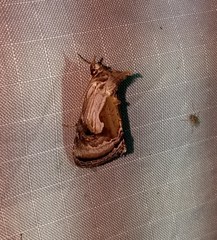 Chrysanympha formosa