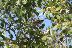 Gavicalis fasciogularis