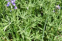 Lupinus sulphureus