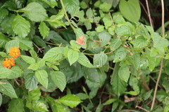 Abisara echerius