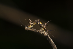 Eretmocera impactella