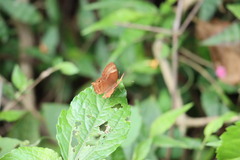 Abisara echerius