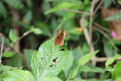 Abisara echerius