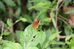 Abisara echerius