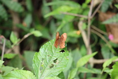 Abisara echerius