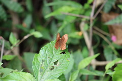 Abisara echerius