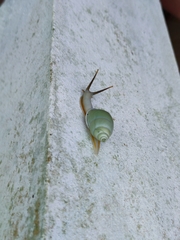 Amphidromus atricallosus