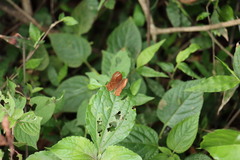 Abisara echerius