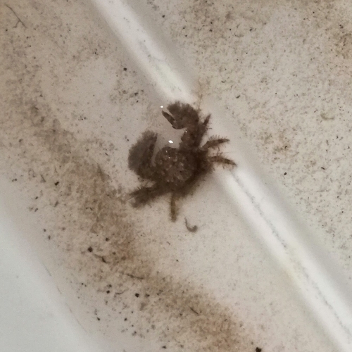 Hairy Porcelain Crab, 4401 NT Yerseke, Netherlands, photo 7 of 10