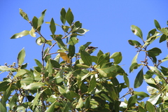 Gavicalis fasciogularis