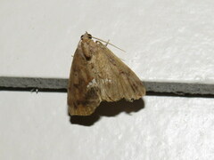 Hypsoropha hormos