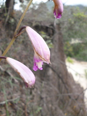 Bletia campanulata