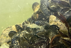 Palaemon macrodactylus