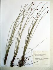 Eleocharis kamtschatica