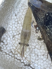 Palaemon macrodactylus