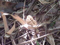 Mycalesis gotama nanda