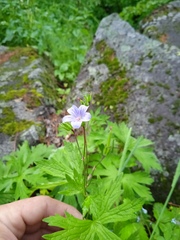 Geranium asiaticum
