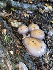 Cortinarius taylorianus