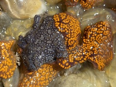 Botrylloides diegensis