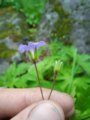 Geranium asiaticum