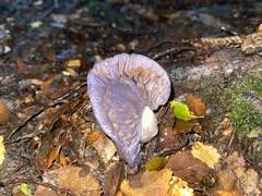 Cortinarius taylorianus
