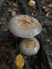 Cortinarius taylorianus