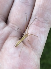 Tetragnatha caudata