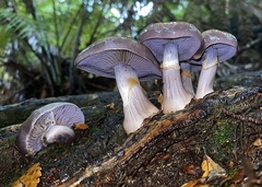Cortinarius taylorianus