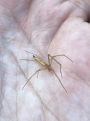 Tetragnatha caudata