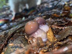 Cortinarius taylorianus
