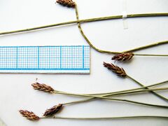 Eleocharis kamtschatica