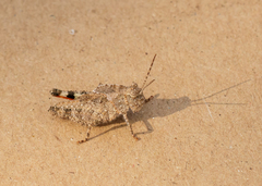 Spharagemon cristatum