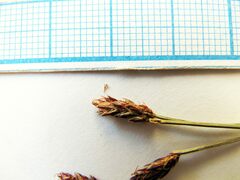 Eleocharis kamtschatica