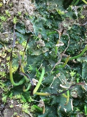 Anthoceros