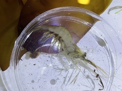 Palaemon macrodactylus