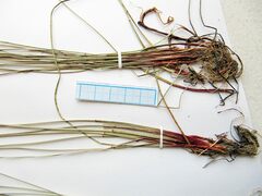 Eleocharis kamtschatica