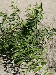 Elaeagnus angustifolia