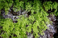 Cryptogramma stelleri