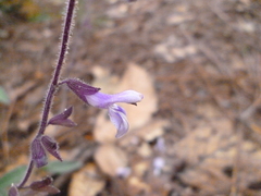 Salvia manantlanensis