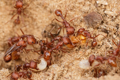 Pogonomyrmex comanche
