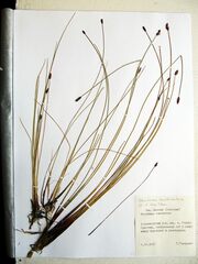 Eleocharis kamtschatica