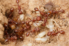 Pogonomyrmex comanche