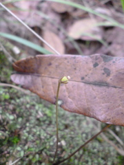 Pinguicula parvifolia