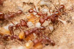Pogonomyrmex comanche